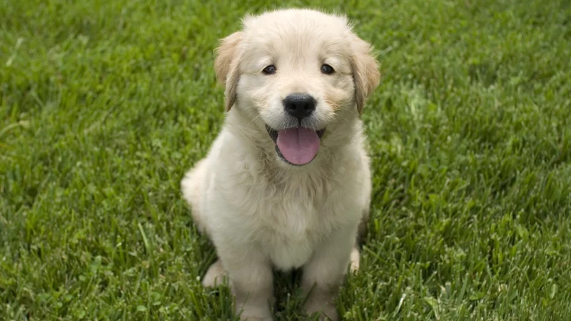 Adopter un chien