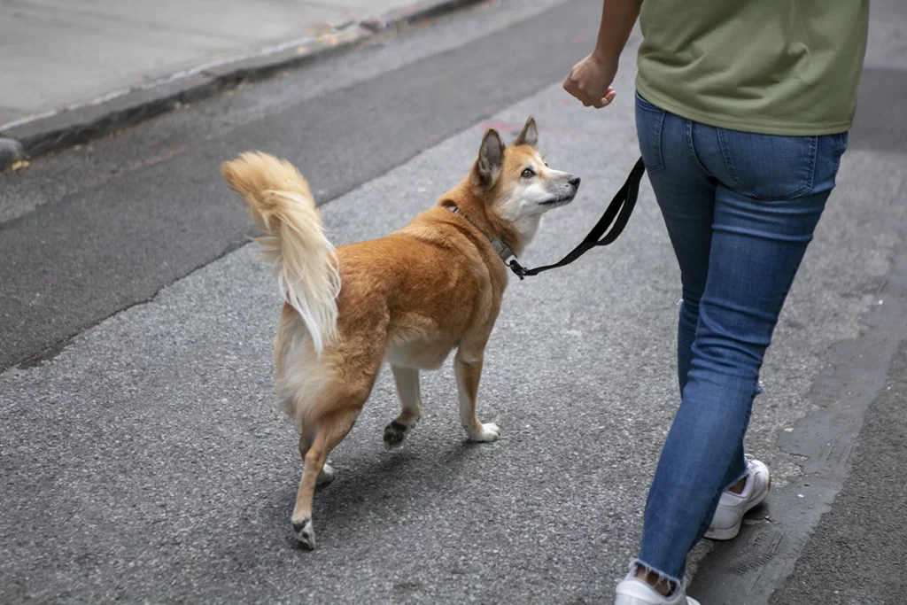 choisir race de chien qui convient