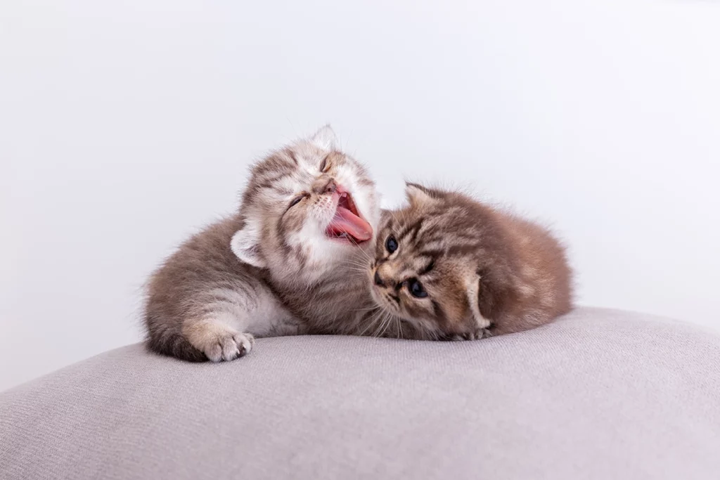 devenir éleveur de chats professionnel