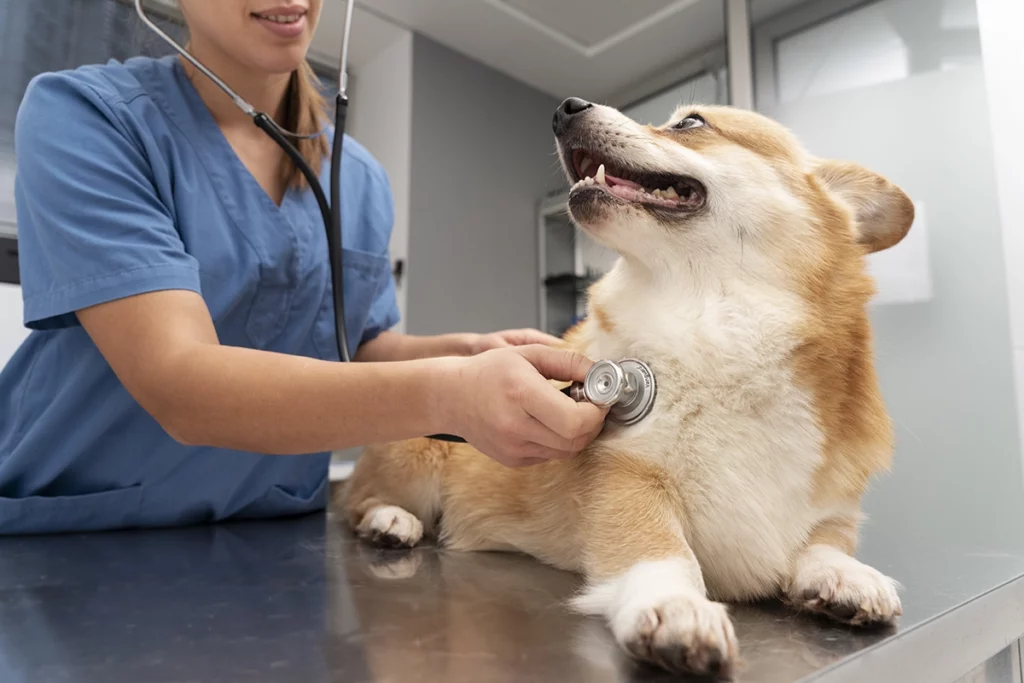 Santé d’un chien adopté