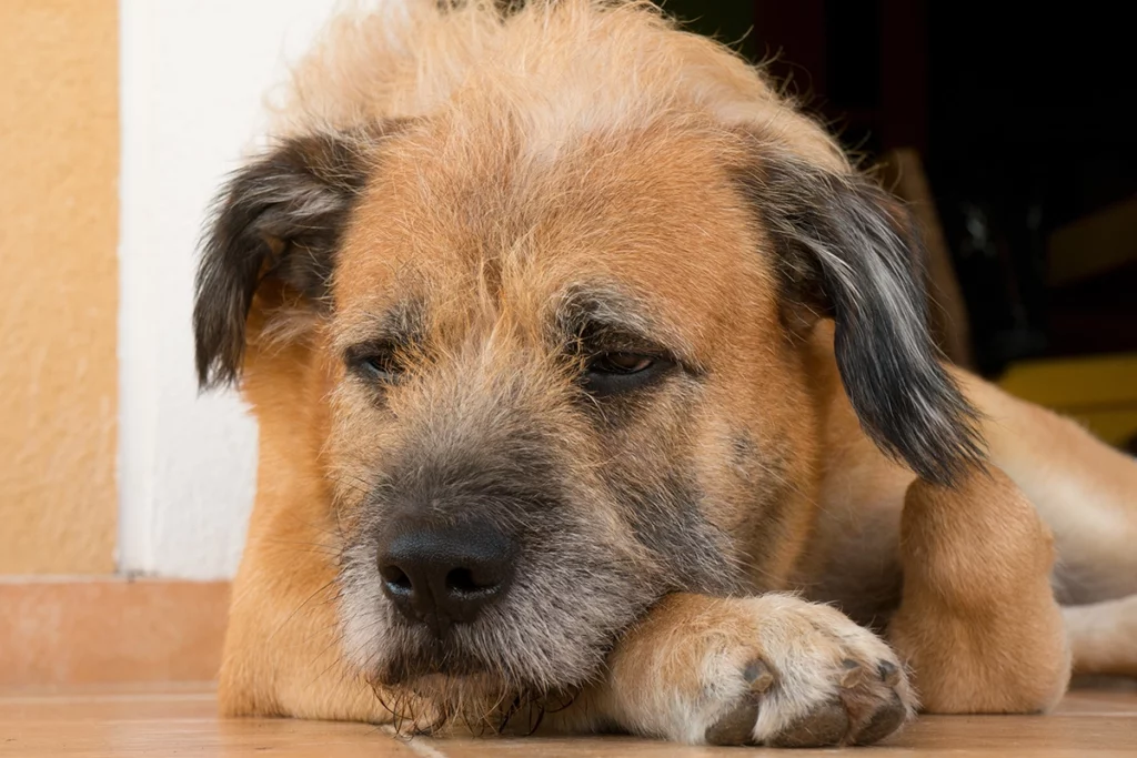 accueillir un chien
