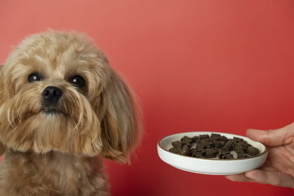 adapter l'alimentation du chien