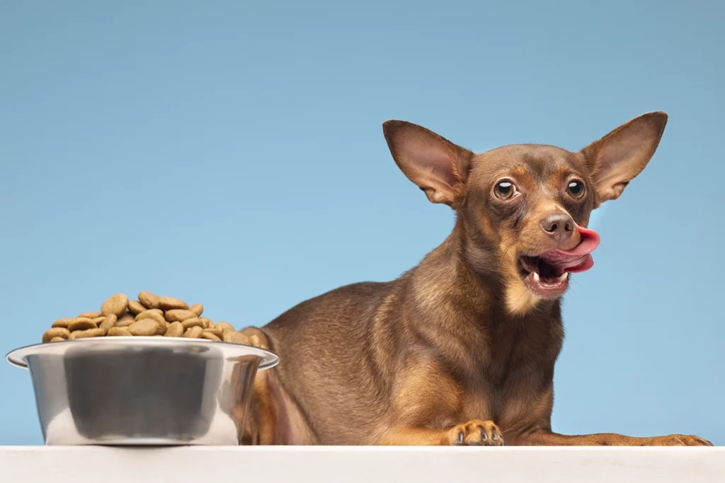 l'alimentation du chien