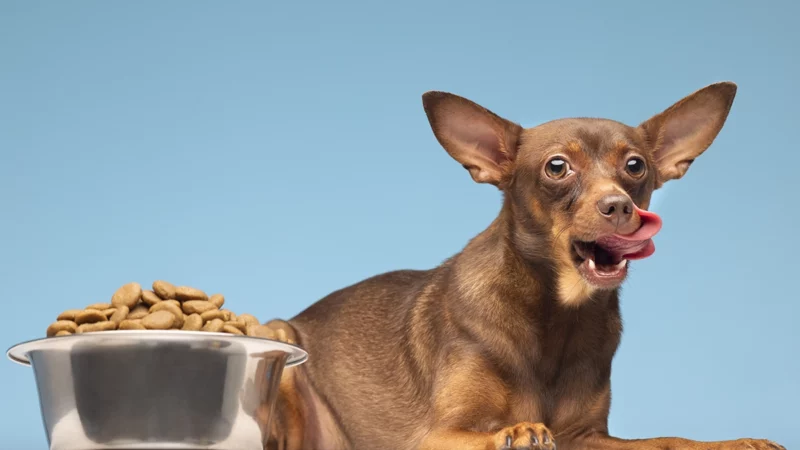 l'alimentation du chien