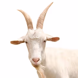 Autres animaux
