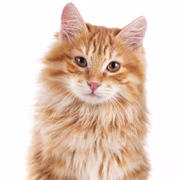 Annonces chats