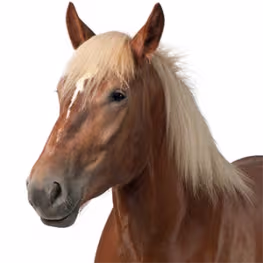 Annonces chevaux