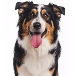 Annonces chiens