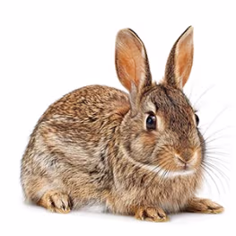 Annonces lapins