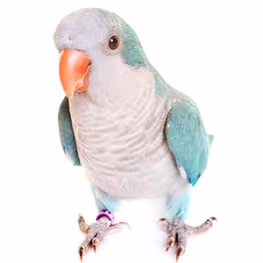 Annonces oiseaux