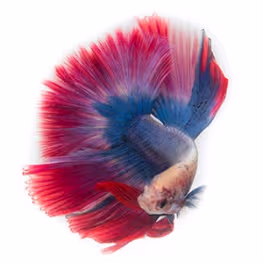 Annonces poissons