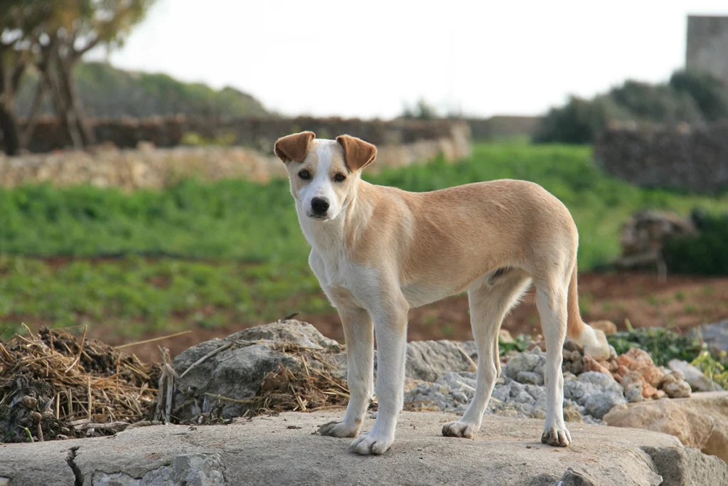 chien croisé