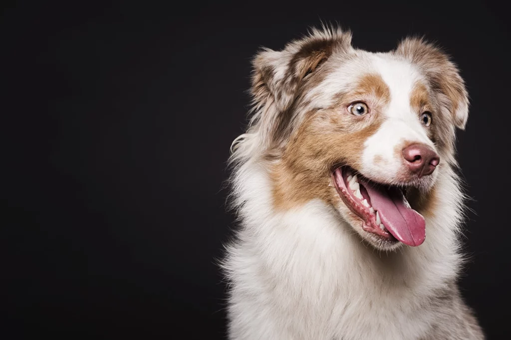 choisir une race de chien