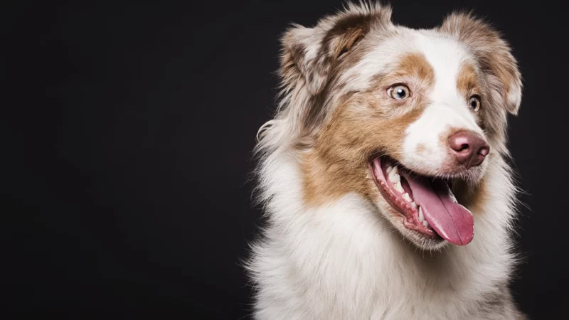 choisir une race de chien