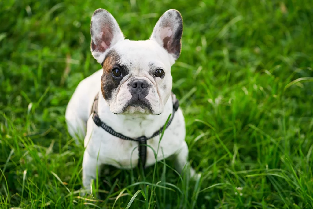 choisir un bouledogue français