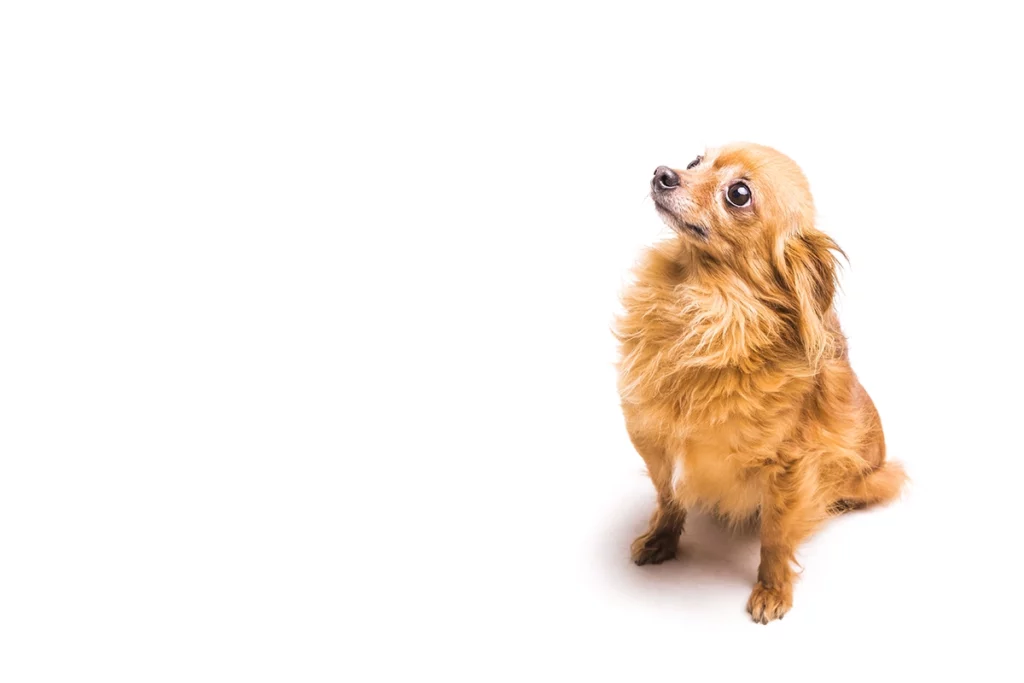 education du chien