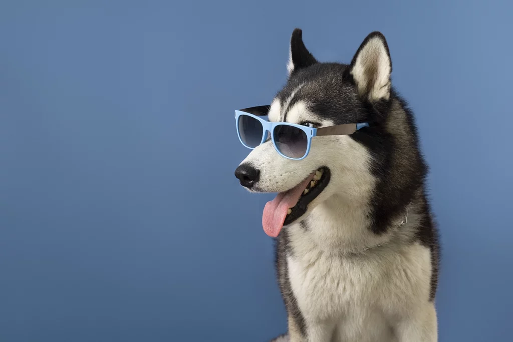 éviter stress du chien en voyage