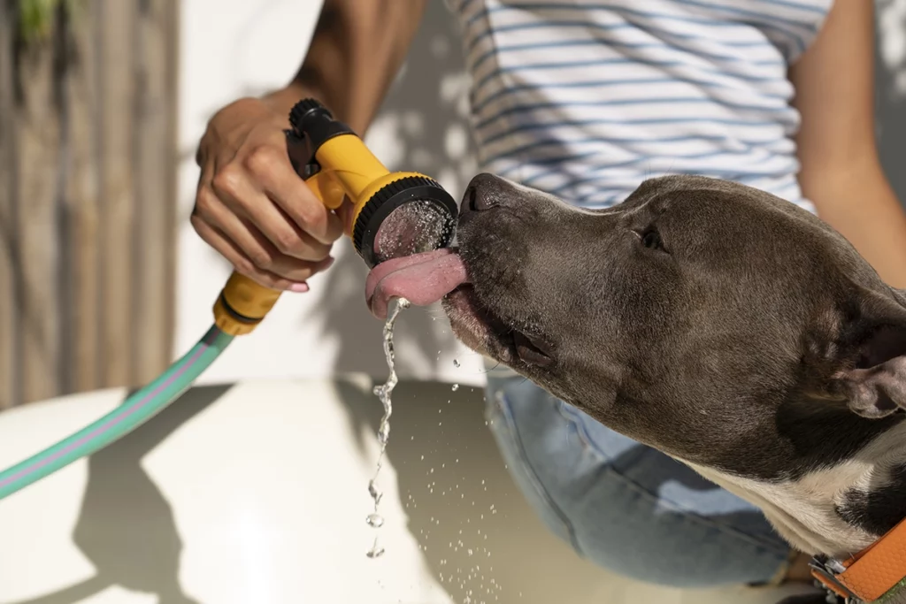 hydratation du chien