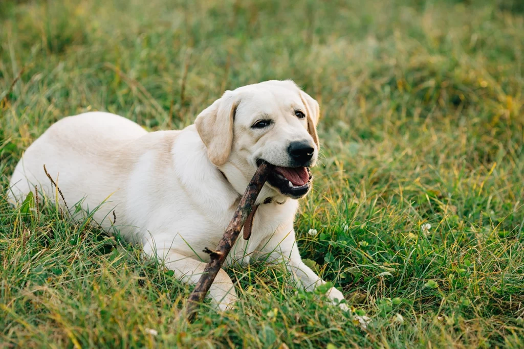 labrador qui joue