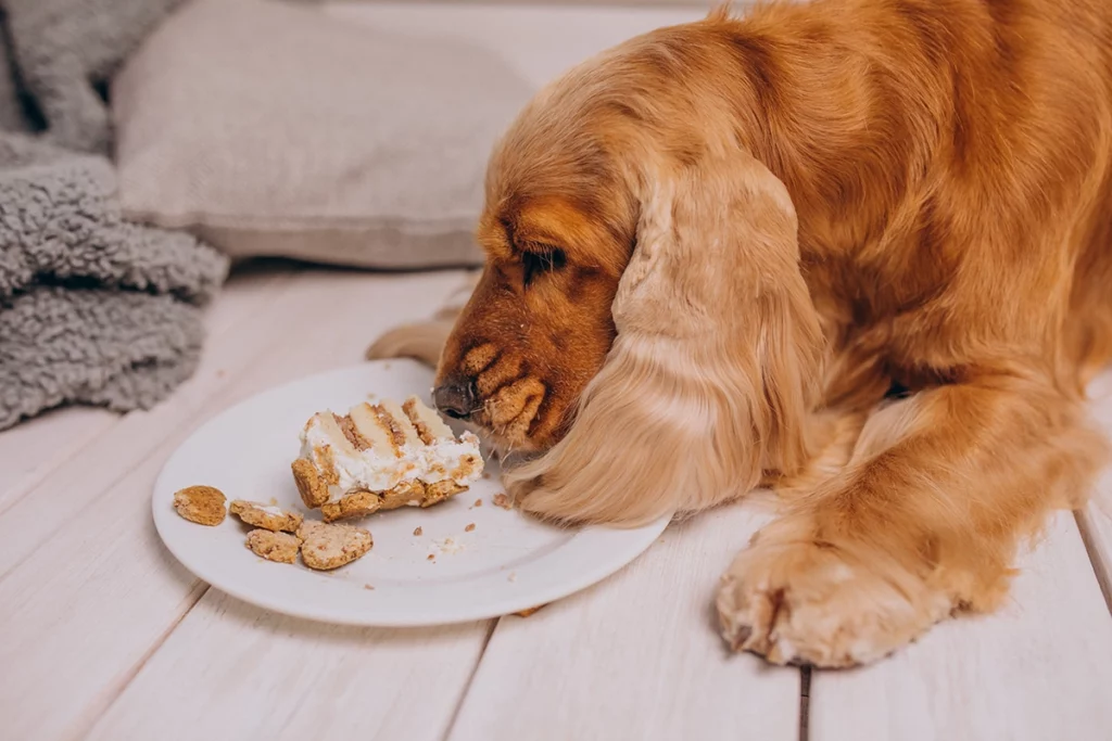 les aliments interdits pour le chien