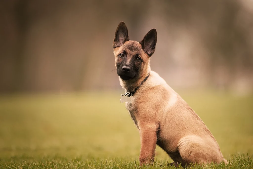 malinois excellent chien de travail