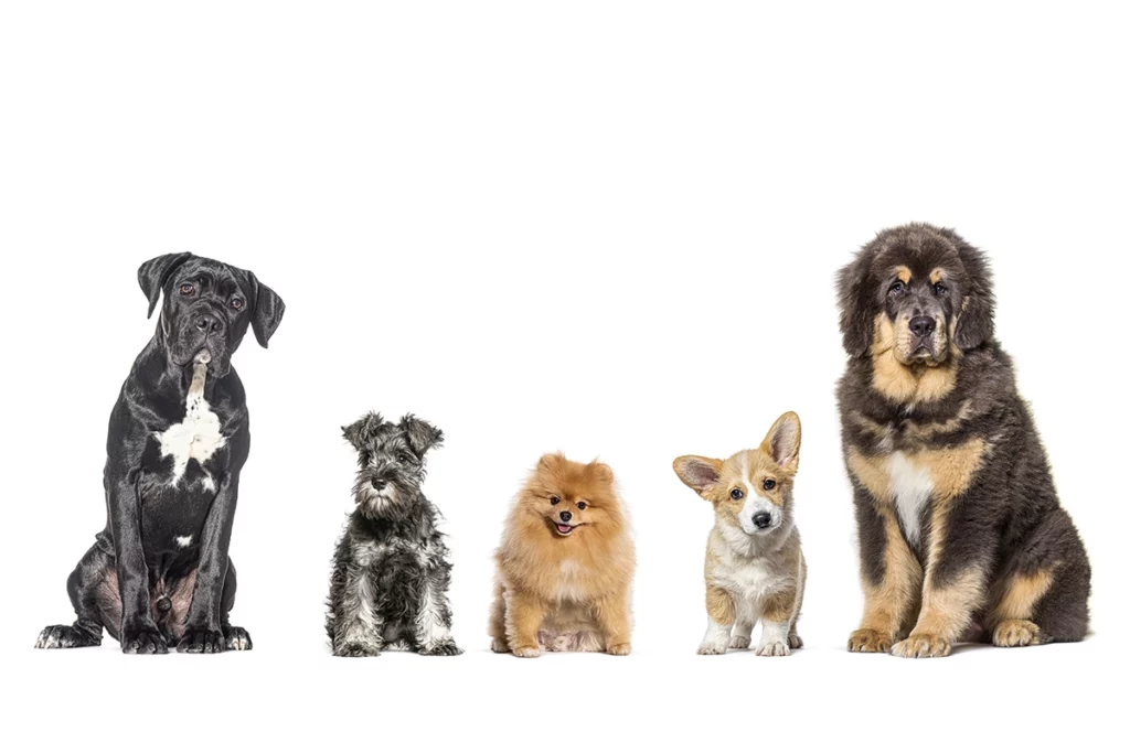 quelle taille de chien