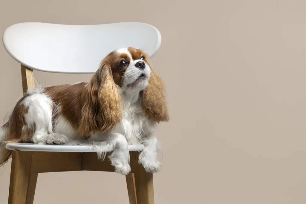 un cavalier King Charles en appartement
