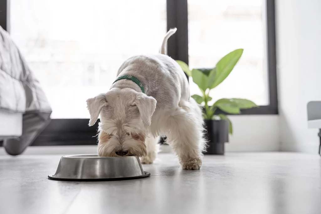 un chien en train de manger