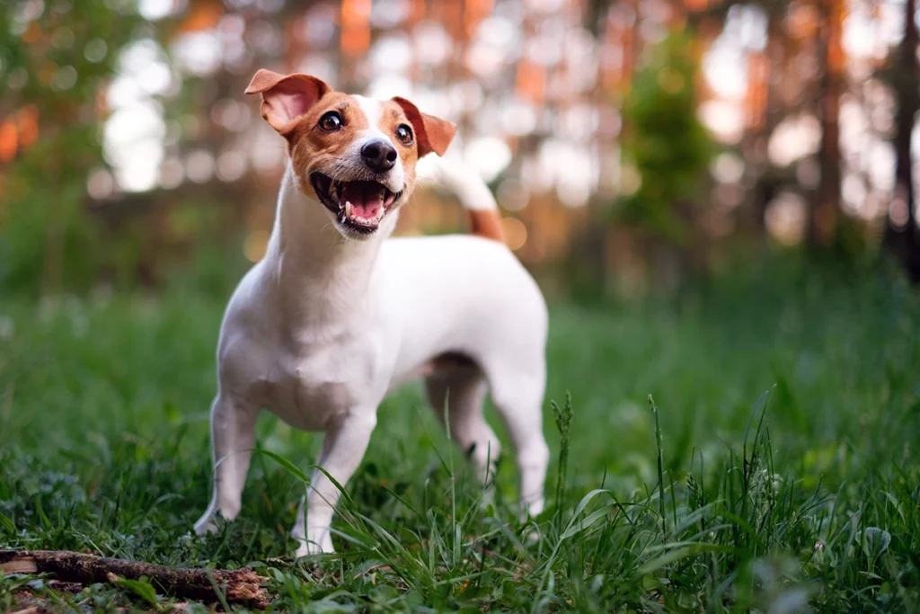 le jack russell un chien curieux