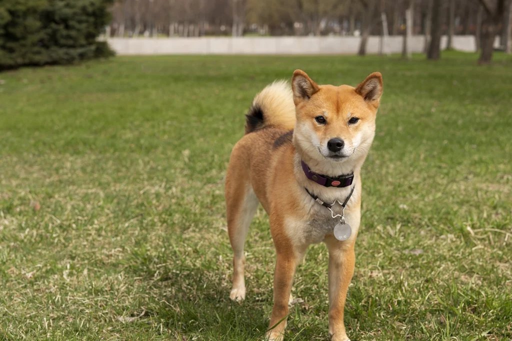 un Shiba inu