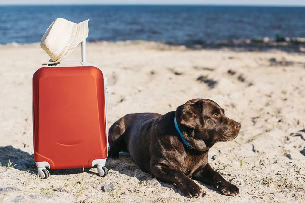 la valise du chien