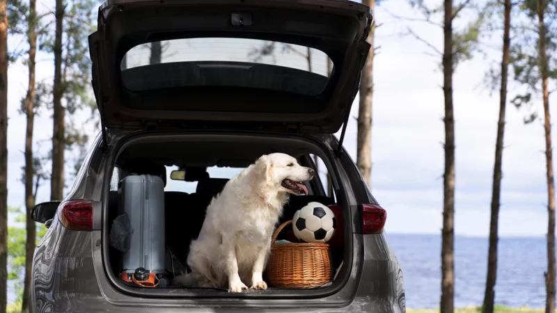 voyager avec son chien