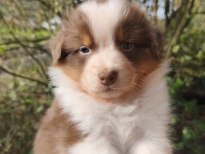 Chiots berger australien non lof