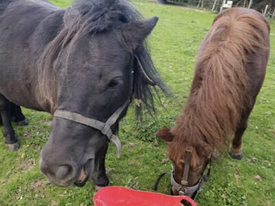 Vends 2 poneys