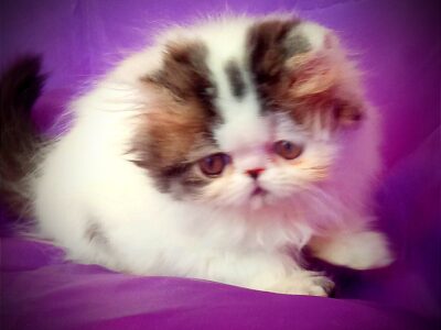 Chatons persan femelles LOOF (3-4*CB)