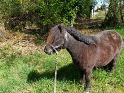 Vends 2 poneys