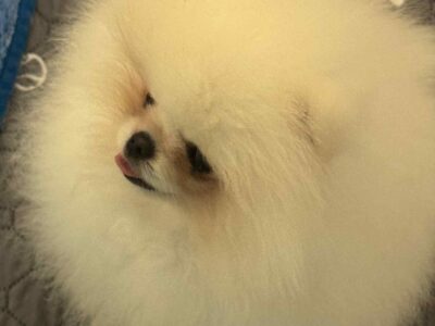 🐶 Véritable Poméranien 🤍 Robe Blanc Mâle TEACUP