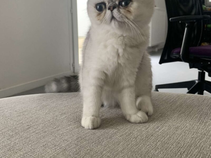 Exotic Shorthair