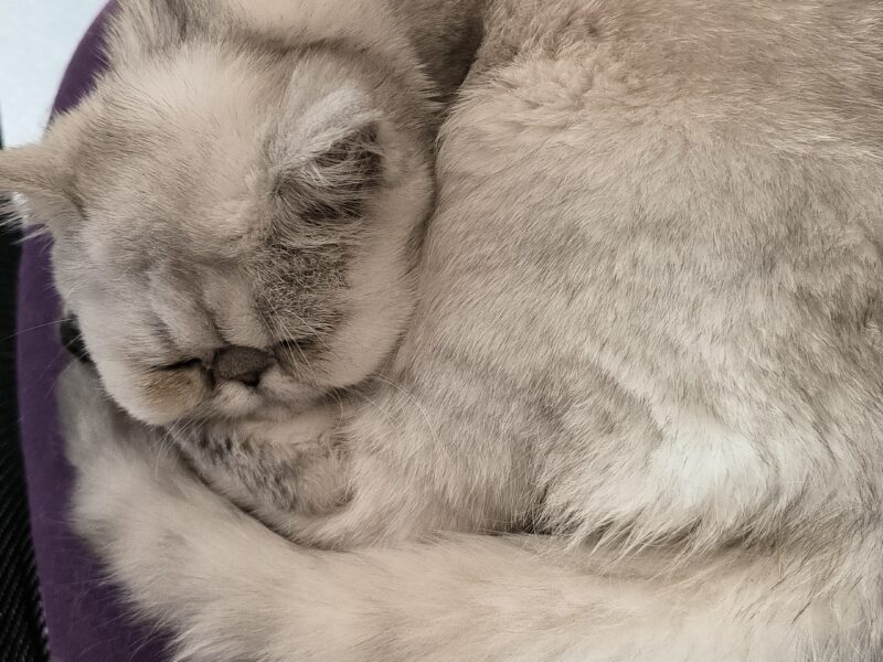 Exotic Shorthair