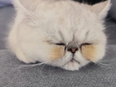 Exotic Shorthair