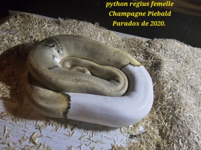3 pythons cherchent nouvelle maison