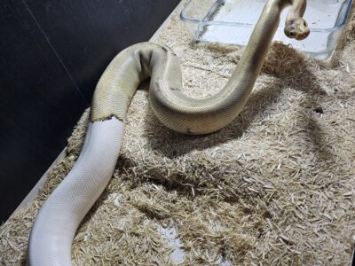 3 pythons cherchent nouvelle maison