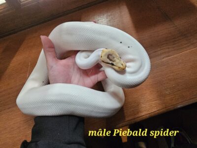 3 pythons cherchent nouvelle maison