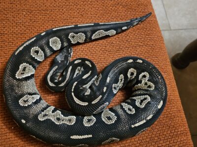 3 pythons cherchent nouvelle maison
