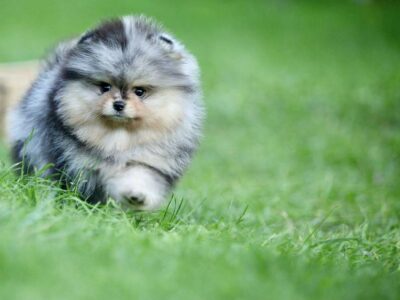 💜🐶 Poméranien RARE Robe Merle 🌸 Mâle Nain