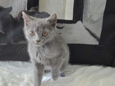 Chatons chartreux LOOF disponibles