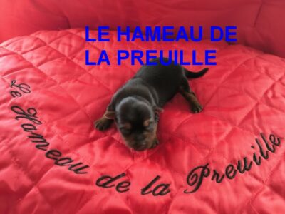 chiots yorkshire