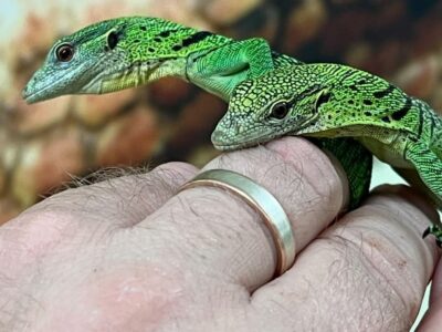 Varan vert à vendre