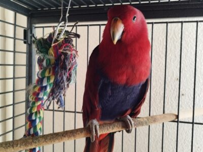 Eclectus