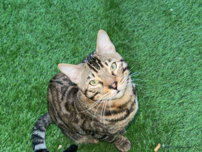 Bengal Brown Tabby Spotted